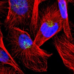 Thyroid receptor-interacting protein 11 Antibody, Novus Biologicals:Antibodies:Primary